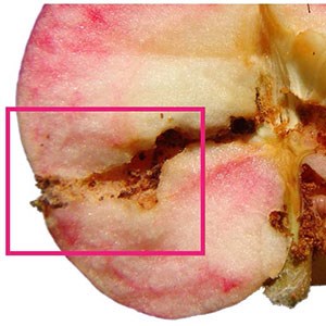 apple with an codling moth caterpillar that has eaten through its pulp