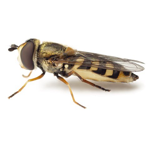 Close up photo of a hover fly - Eopeodes Collorae