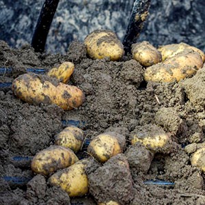 Potato and soil