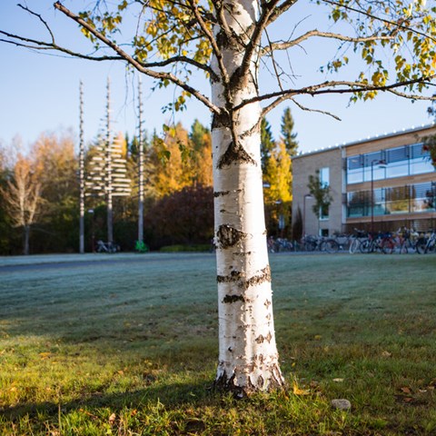 Björk på gräsmatta framför hus 