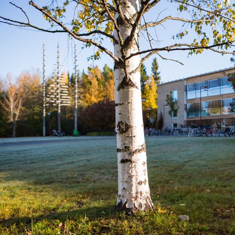Birch on lawn in front of house