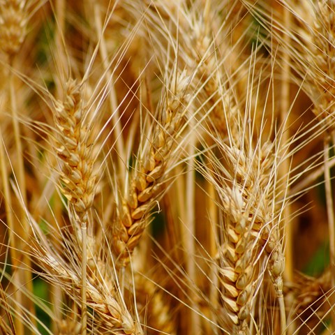 Field of wheat