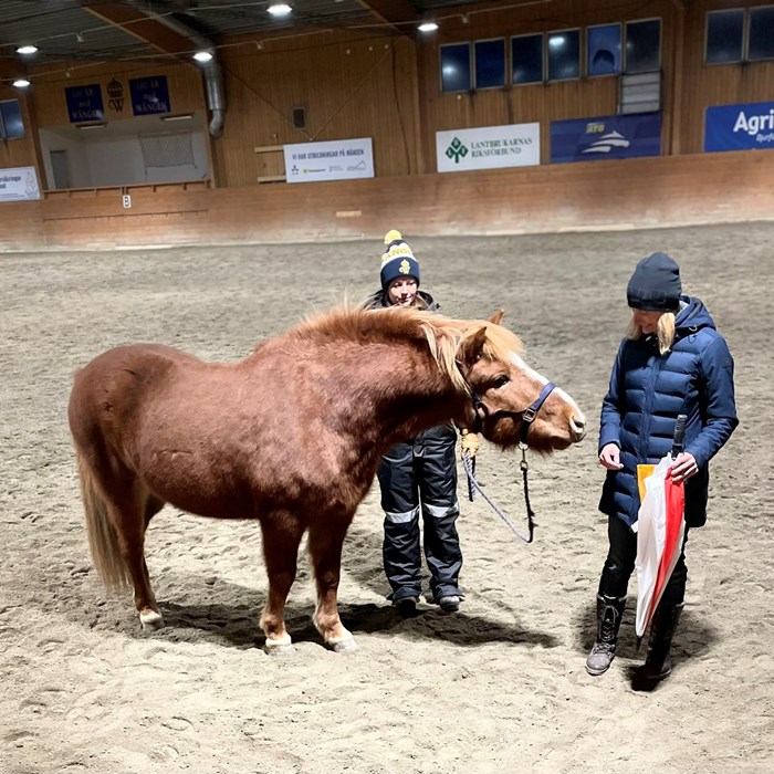 Fear test with horse