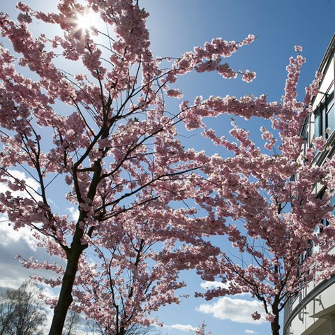 Cherry tree