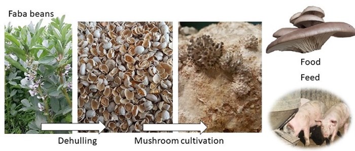 Illustration av hur odling av fababönor ger skalrester vari det kan odlas ostronskivling. Efter odlingen kan substratet användas till grisfoder.