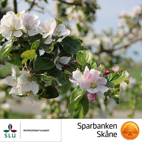 Äppelblom, Sparbanken Skåne logo