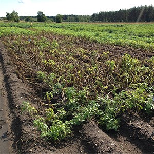 Potatisbladmögel på fält. Foto. 