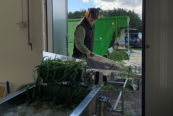 Gröndelar transporteras in i Proteinfabriken på ett band