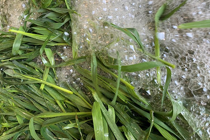 Gröndelarna behandlas och det ser bubbligt ut