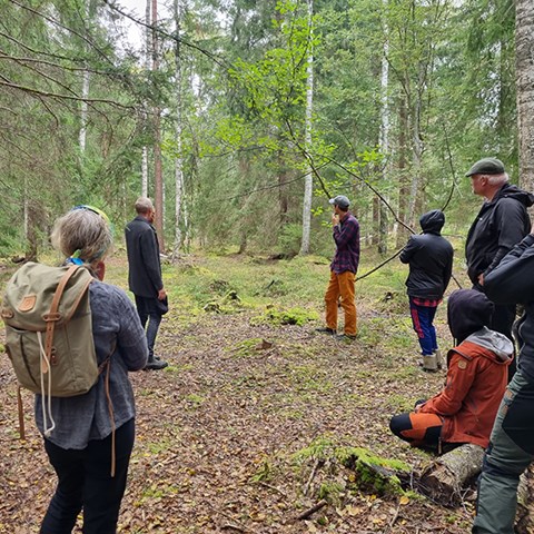 A group of people look into a mixed forest. Photo.
