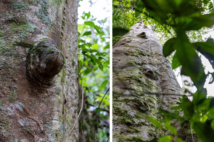 Tree trunk with bulges on the trunk.