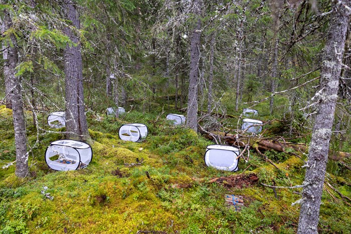 Vita kuber i en skog.