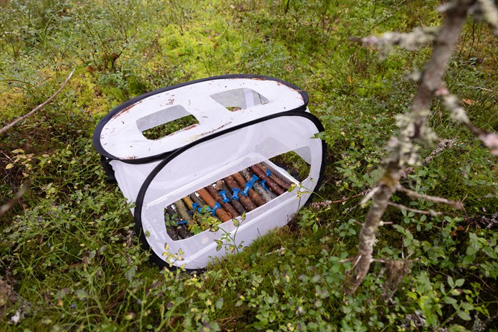 Vit tygkub med pinnar i och hål i väggar och tak utplacerad i skog.