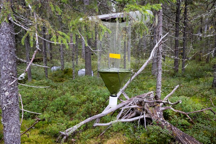 En insektsfälla hänger från en trädgren. Fällan har grönt tak, genomskinliga fönster och en grön tratt nertill med en burk fäst under.