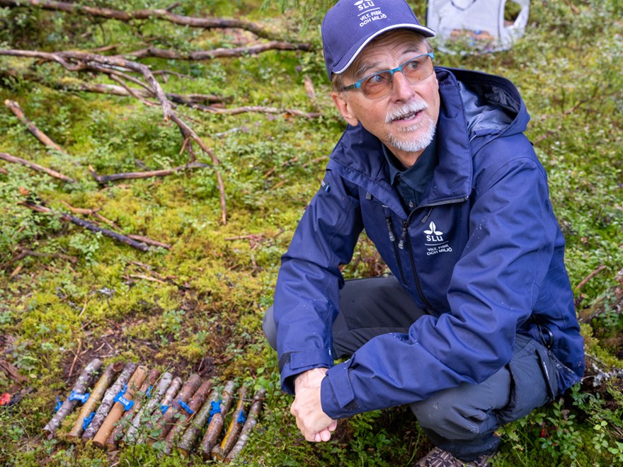 Scientist in the forest squatting next to a collection of sticks with marks on them.