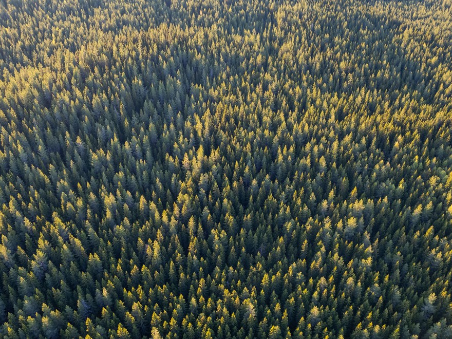 Forest photographed from the air.