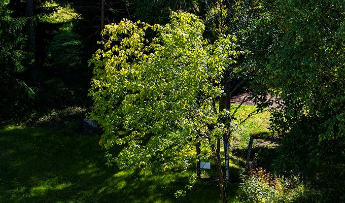 Silverlönn