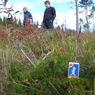 Granplantorna kämpar med gräskonkurrens och frost