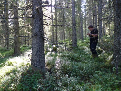 Utgångsbestånd för exploaterande huggning, ca 300 m3sk/ha.