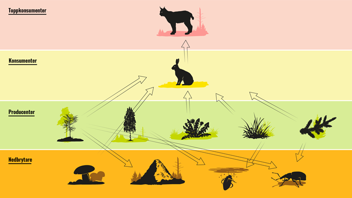 Näringsväv med 11 arter i ett ekosystem. Illustration 