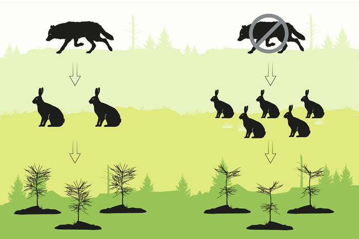Varg, hare och tallplantor. Illustration