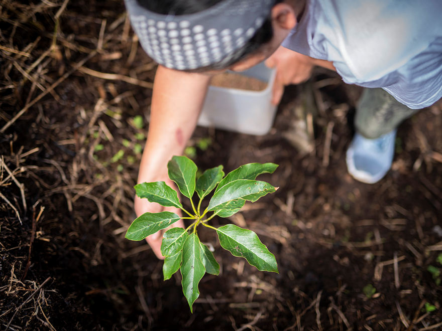 Person holding a plant
