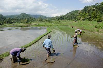 Workers on rice field