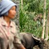 An asian woman on a field with a water buffalo, photo.