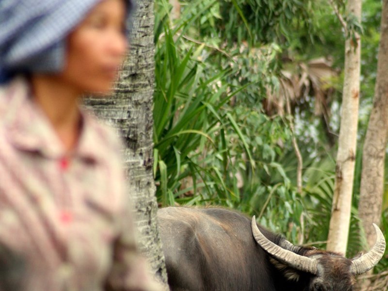 An asian woman on a field with a water buffalo, photo.