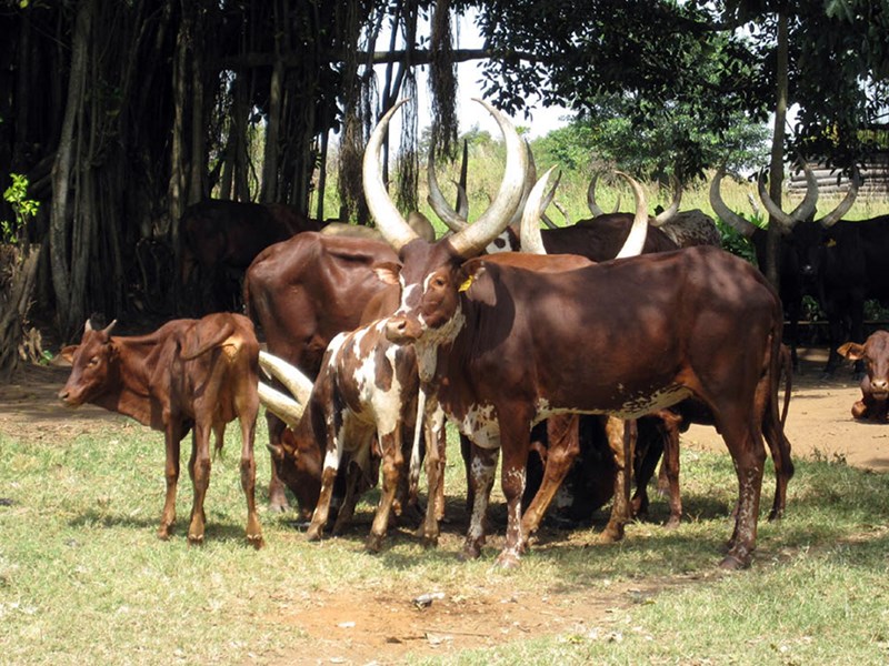 African cows outdoors, photo.