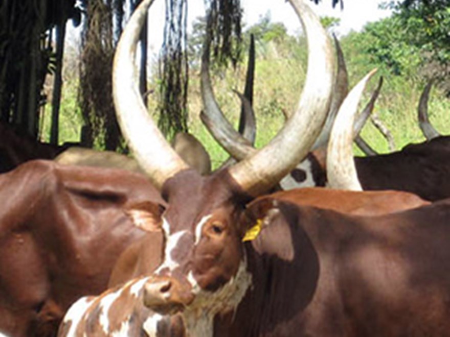 Afrikanska kor med stora horn utomhus, foto.