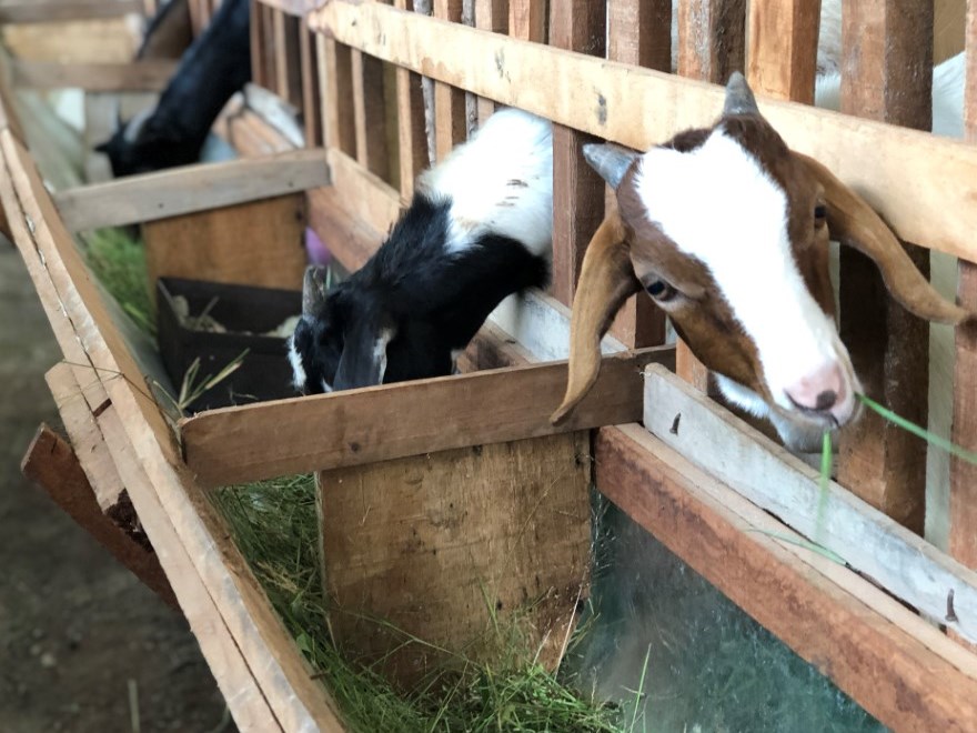 Goats Uganda