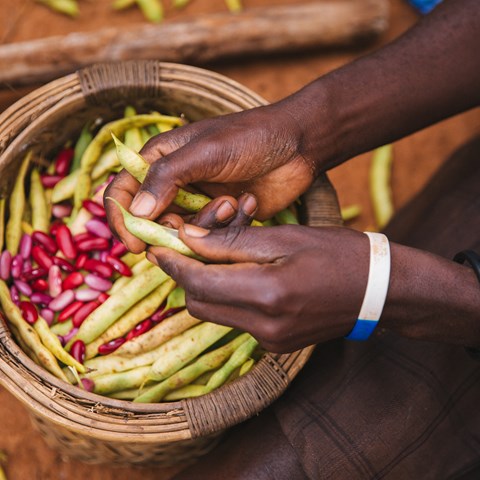 Malawi villager preparing beans