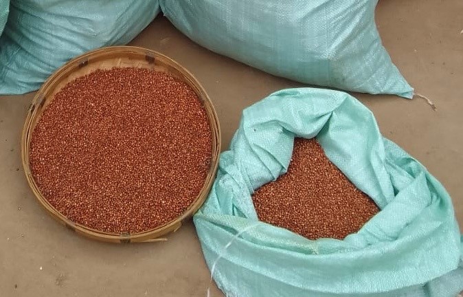 Sorghum in bags