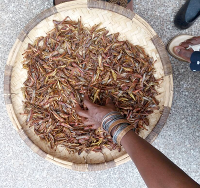 A bowl of insects, photo.