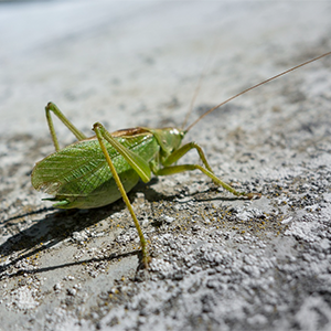 A green grasshopper on gray soil, photo.