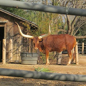 Cow with long horns outdoors, photo.