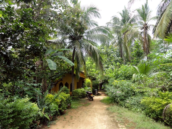 A garden with trees and shrubs, photo.
