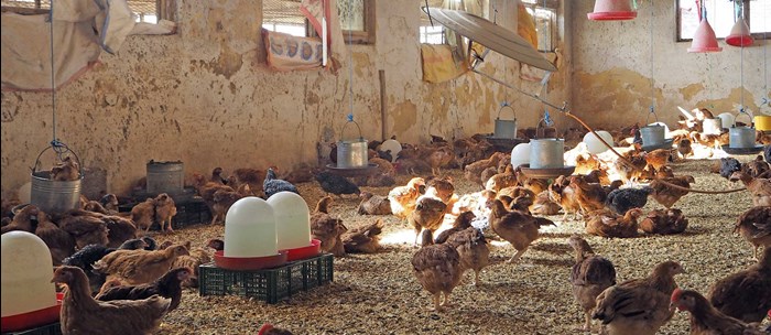 Hens indoors, photo.