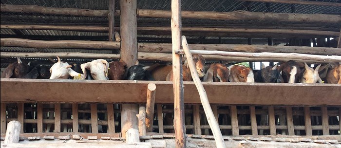 Goats inside a fence, photo.
