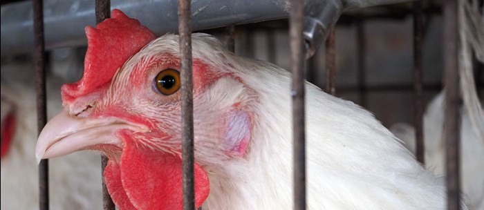 A close-up of a white hen, photo.