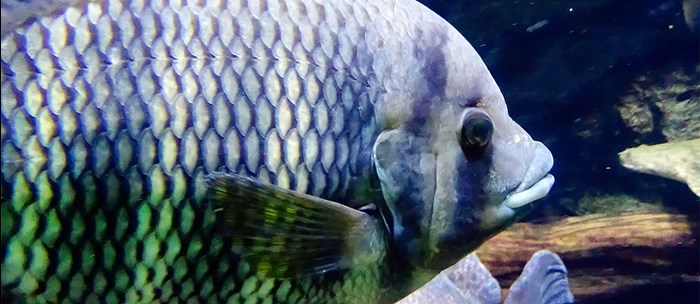 A tilapia fish under water, photo.