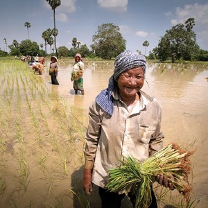 A woman on a rice field, photo.