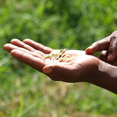 A hand holds in rice grains outdoors, photo.