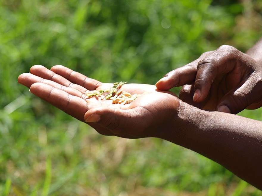 A hand holds in rice grains outdoors, photo.