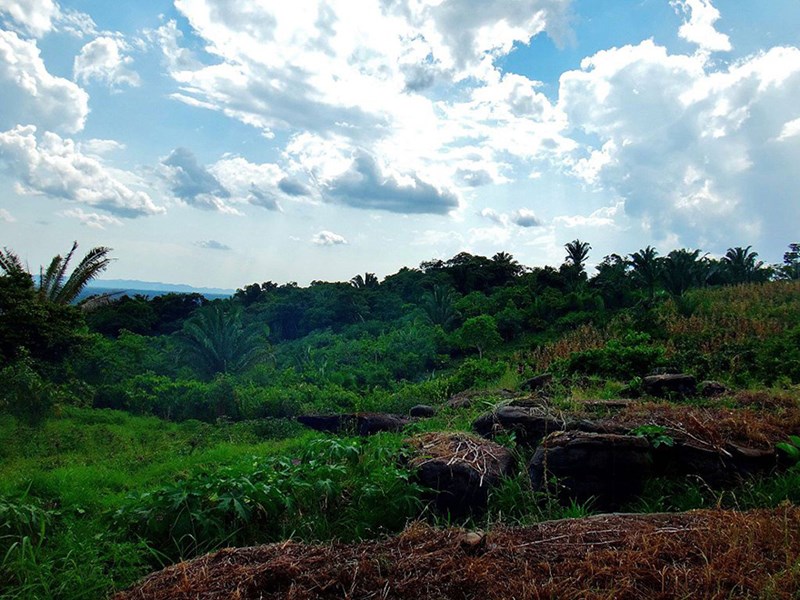 Cacao plantation, Mvfarell, Ixcacao Mayan Chocolate, Belize, photo.
