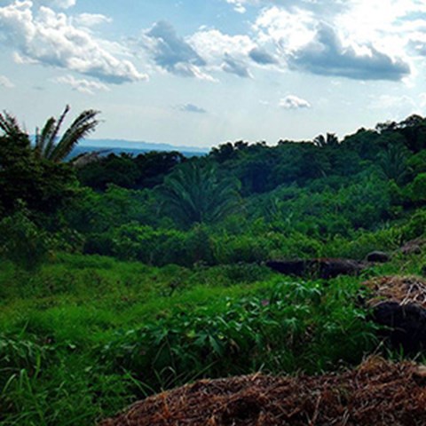 Cacao plantation, Mvfarell, Ixcacao Mayan Chocolate, Belize, photo.