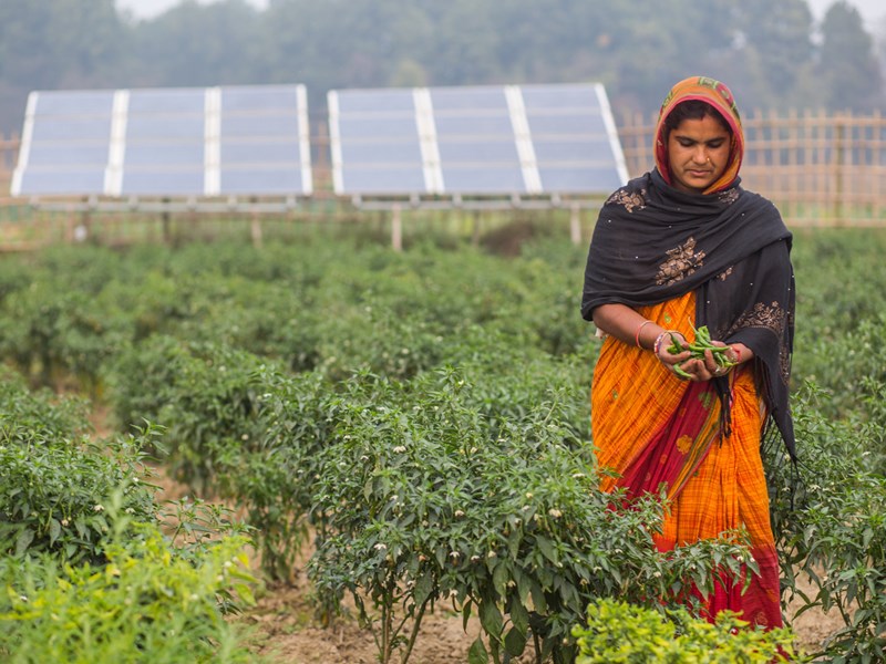 Woman on a field in Asia. Solar panels in the background