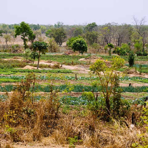 Vegetable gardens in Africa