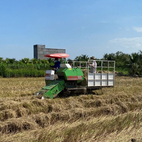 Harvesting machine in field Vietnam